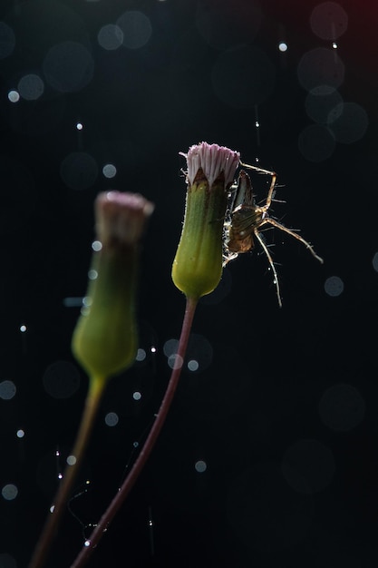 春の花にハエトリグモ