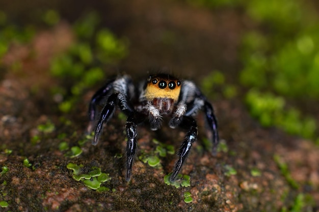 Jumping Spider of the Genus Corythalia