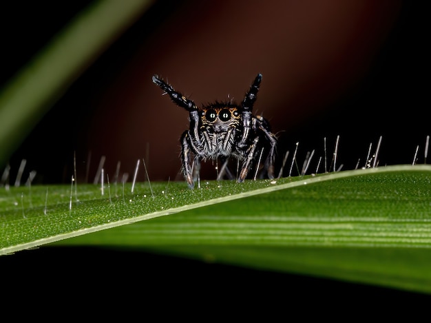 Jumping spider of the Genus Phiale