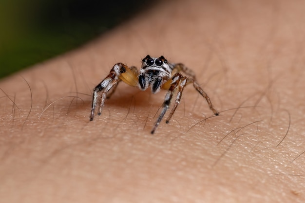 Jumping spider of the Genus Psecas