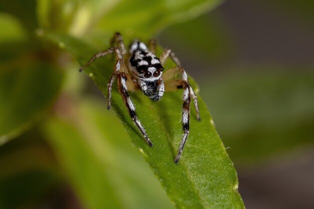 Jumping spider of the Genus Psecas