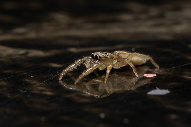 Jumping spider of the Genus Psecas