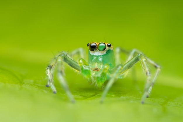 Jumping spider on green leaf in nature