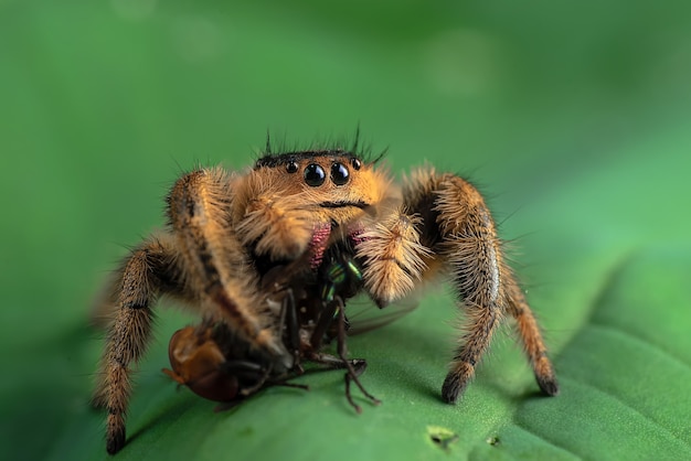 Jumping spider on a green leaf