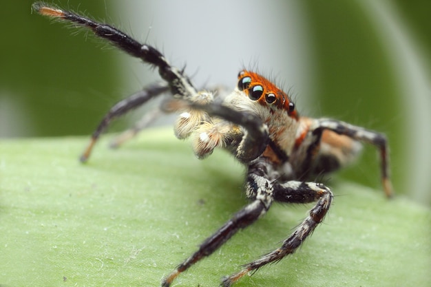 Jumping spider on a green leaf