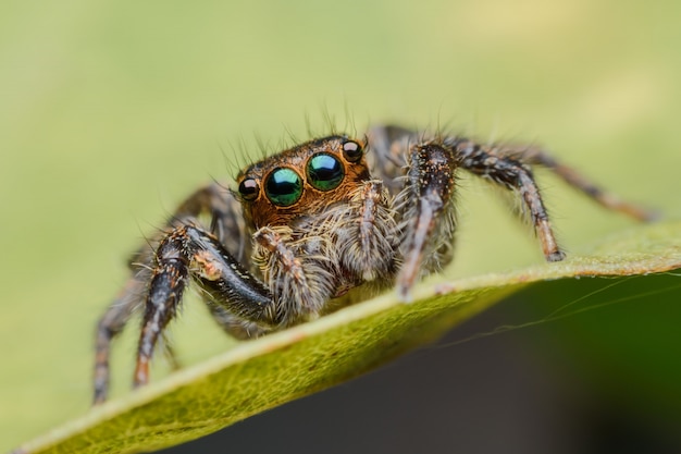 Jumping spider on green leaf