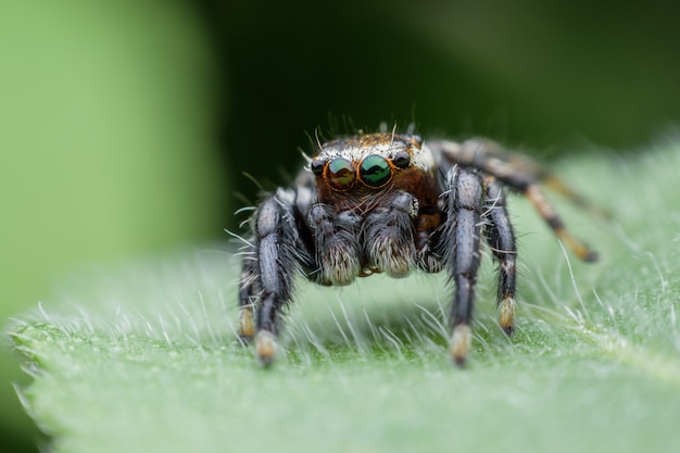 Jumping spider on green leaf