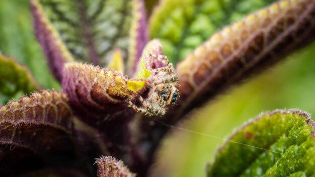 A jumping spider hid among the leaves incredible wildlife