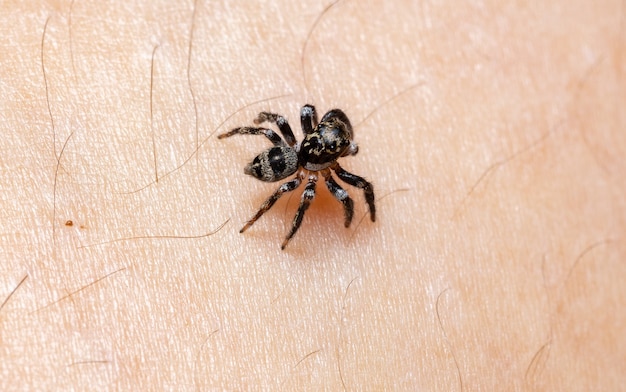 Photo jumping spider on human skin