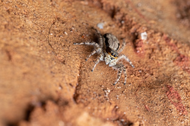 Jumping Spider in its natural habitat