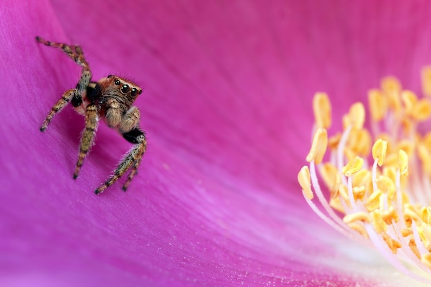 Jumping spider jumping in the pink flower blossom with yellow stamens