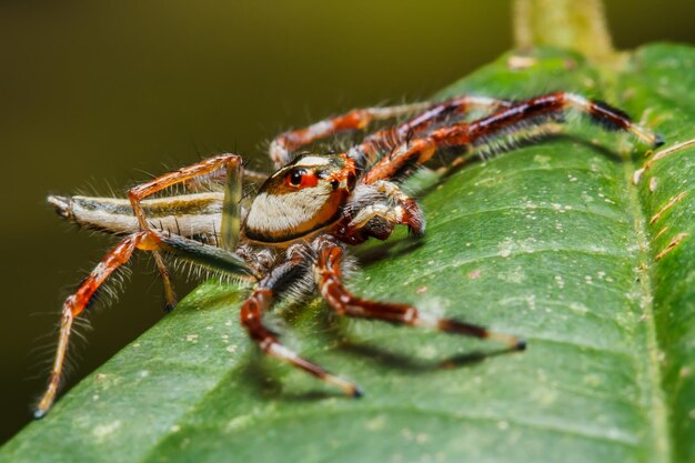 Jumping spider on leaf