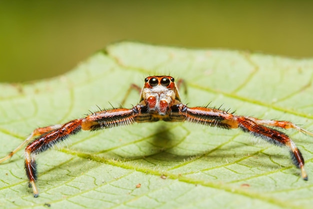 Jumping spider on leaf