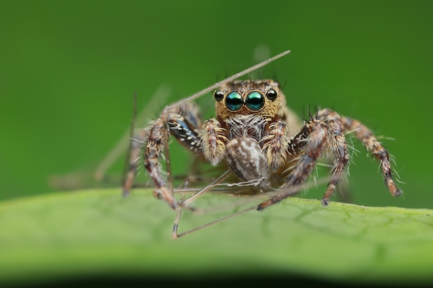 Jumping spider and prey on green leaf in nature