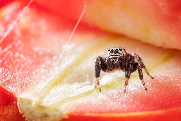 Прыгающий паук на красный светящийся ломтик помидора