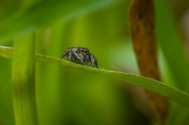 Jumping spider (Salticidae) sitting on a blade of grass.