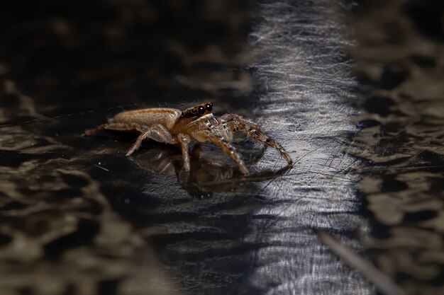 Jumping Spider van het geslacht Psecas