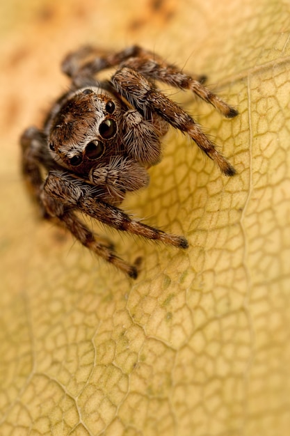 Jumping spider on the veined yellow translucent autumn leaf