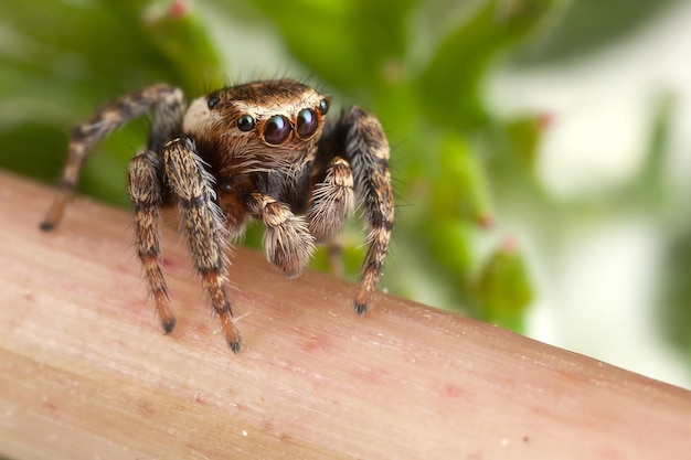 Jumping spider walking on a dandelions flower stem