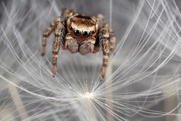 Прыгающий паук, идущий по пуху белого одуванчика.