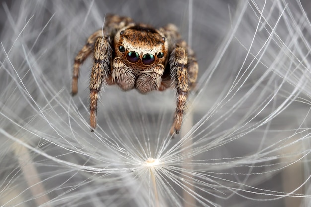 Jumping spider walking on the white dandelion fluff.