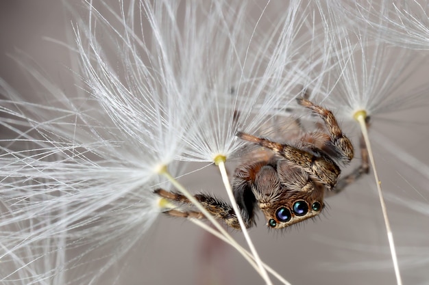 Jumping spider walking on the white dandelion fluff