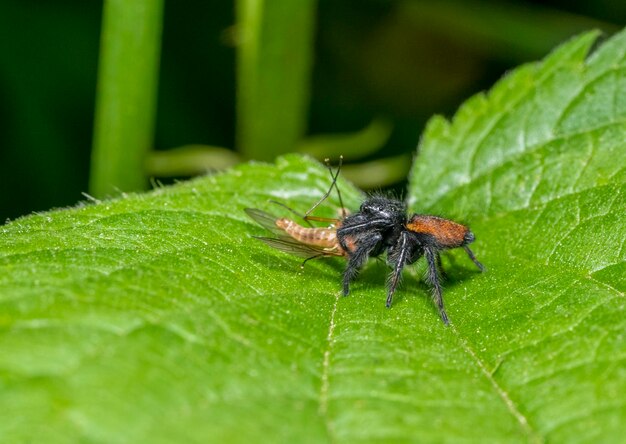 Jumping spider with prey