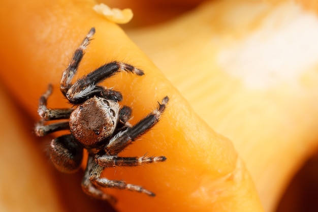 Jumping spider on a yellow chanterelle mushroom background