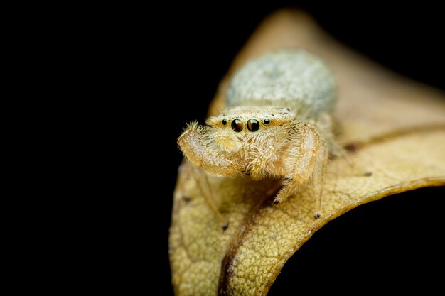 Jumping spider on yellow leaf