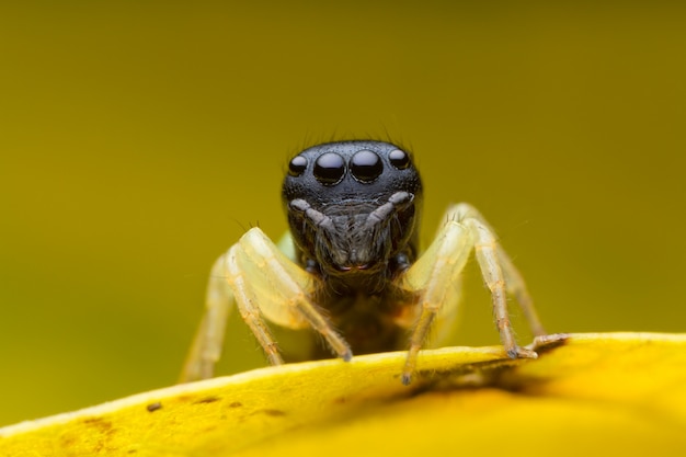 Jumping spider on yellow leaf