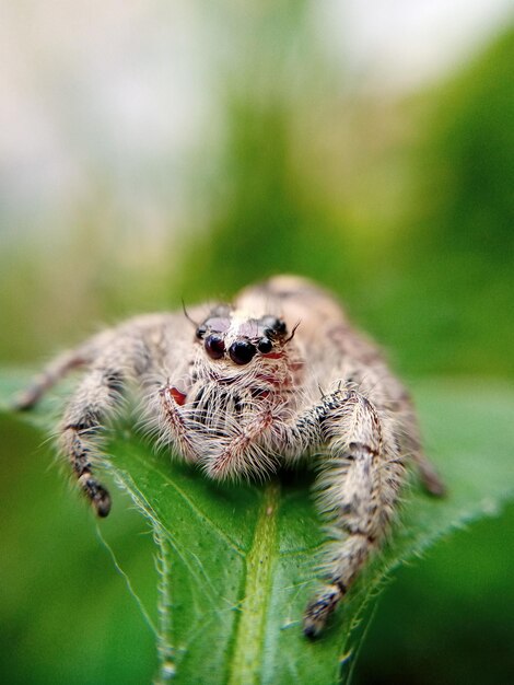 Jumping spider