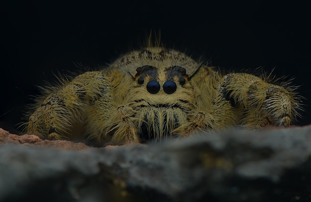 Photo jumping spider