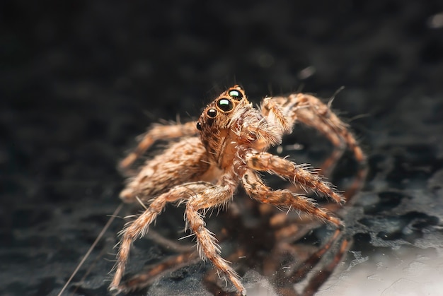 Jumping spider.