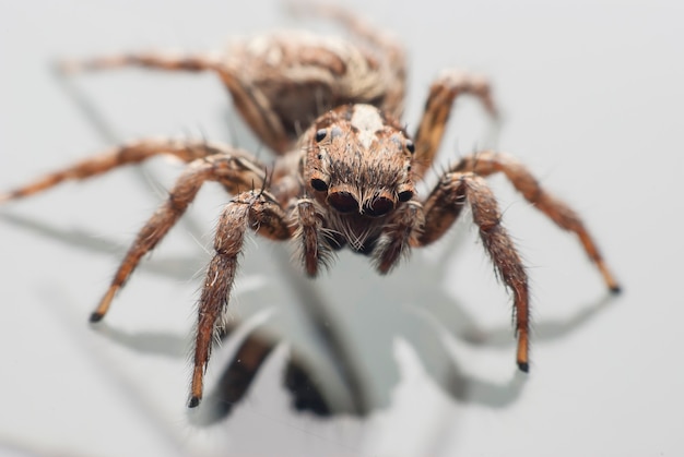 Jumping spider