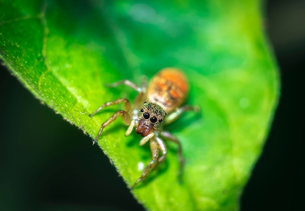 Jumping spiders orange, beautiful on green leaves.