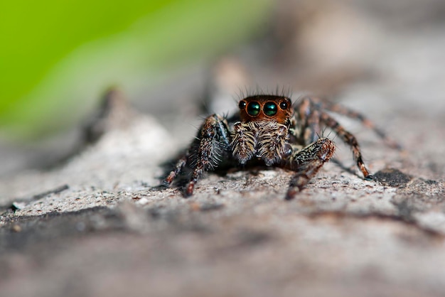Jumping spiders or the Salticidae are a family of spiders