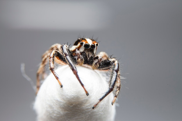 Jumping spiders