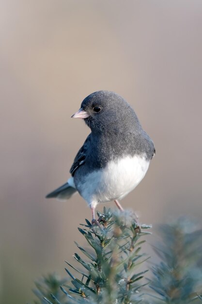 A junco perched on a branch