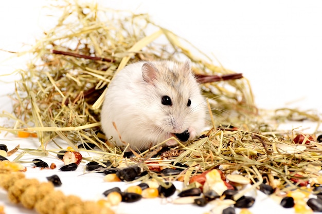 Jungar hamster on a white 