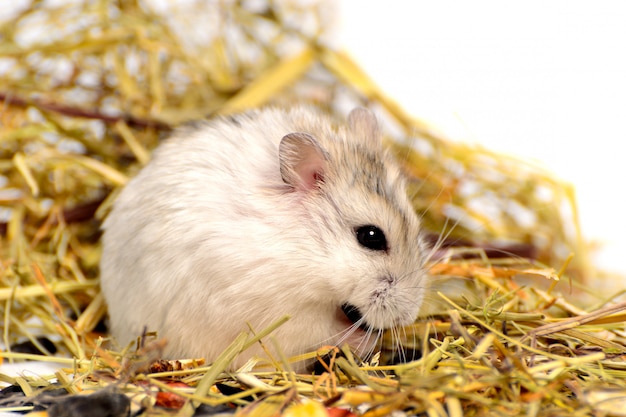 Jungar hamster on a white 