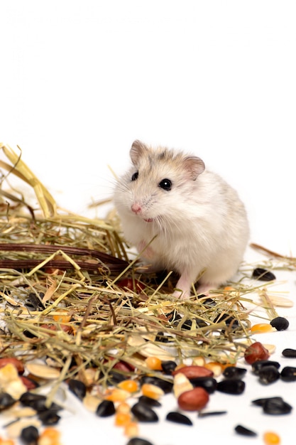 Jungar hamster on a white 