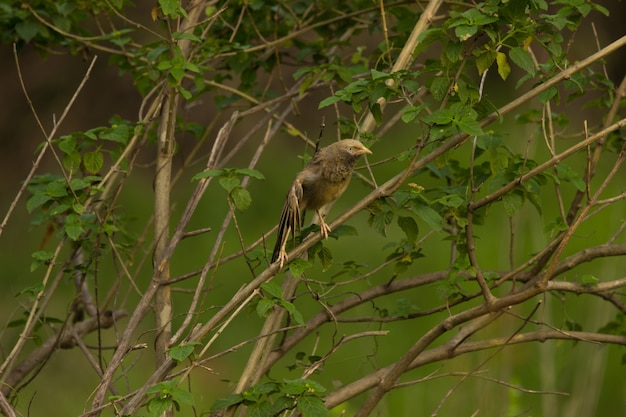 Jungle Babbler Bird on the branch in nature