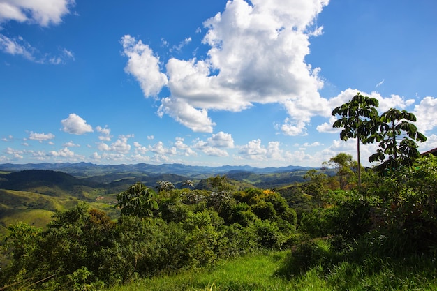 Jungle and blue sky - Brazilian tropical landscape, Brazil