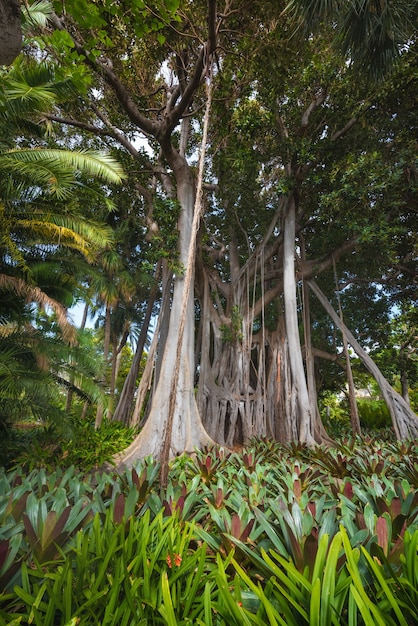 Jungle boom. Grootbladige baai Fig (Ficus Macrophylla)