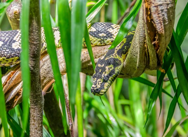 jungle carpet python