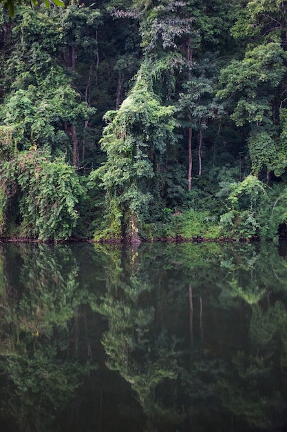 Jungle en meer in thailand