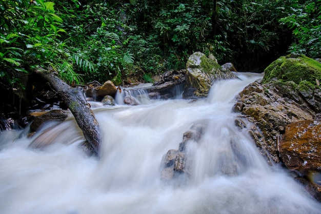 Jungle en rivier