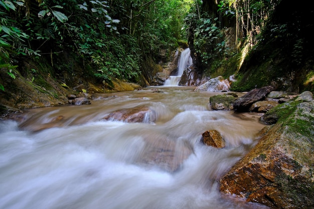 Jungle en rivier