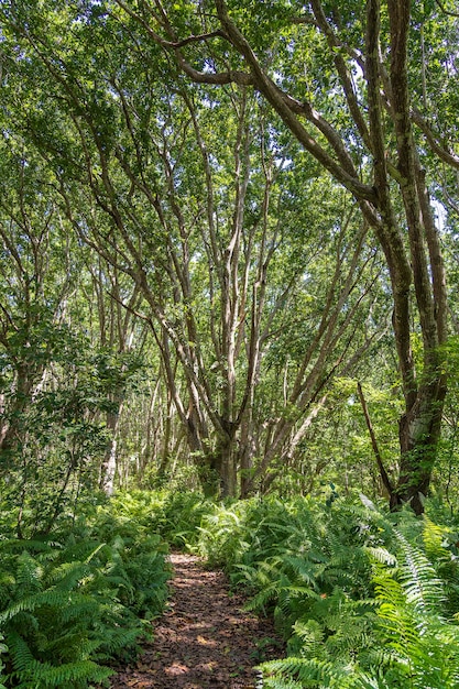 ザンジバルタンザニアアフリカの晴れた晴れた日に散歩道と野生生物とジャングルの森