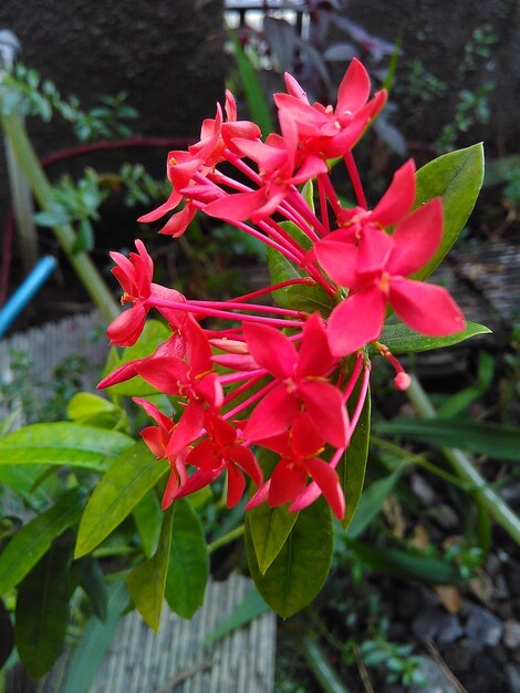 Jungle geranium ixora chinensis soka ixoroideae pentas lanceolata